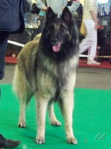 n°99 Visnja de la foret d'olifan 5453.JPG